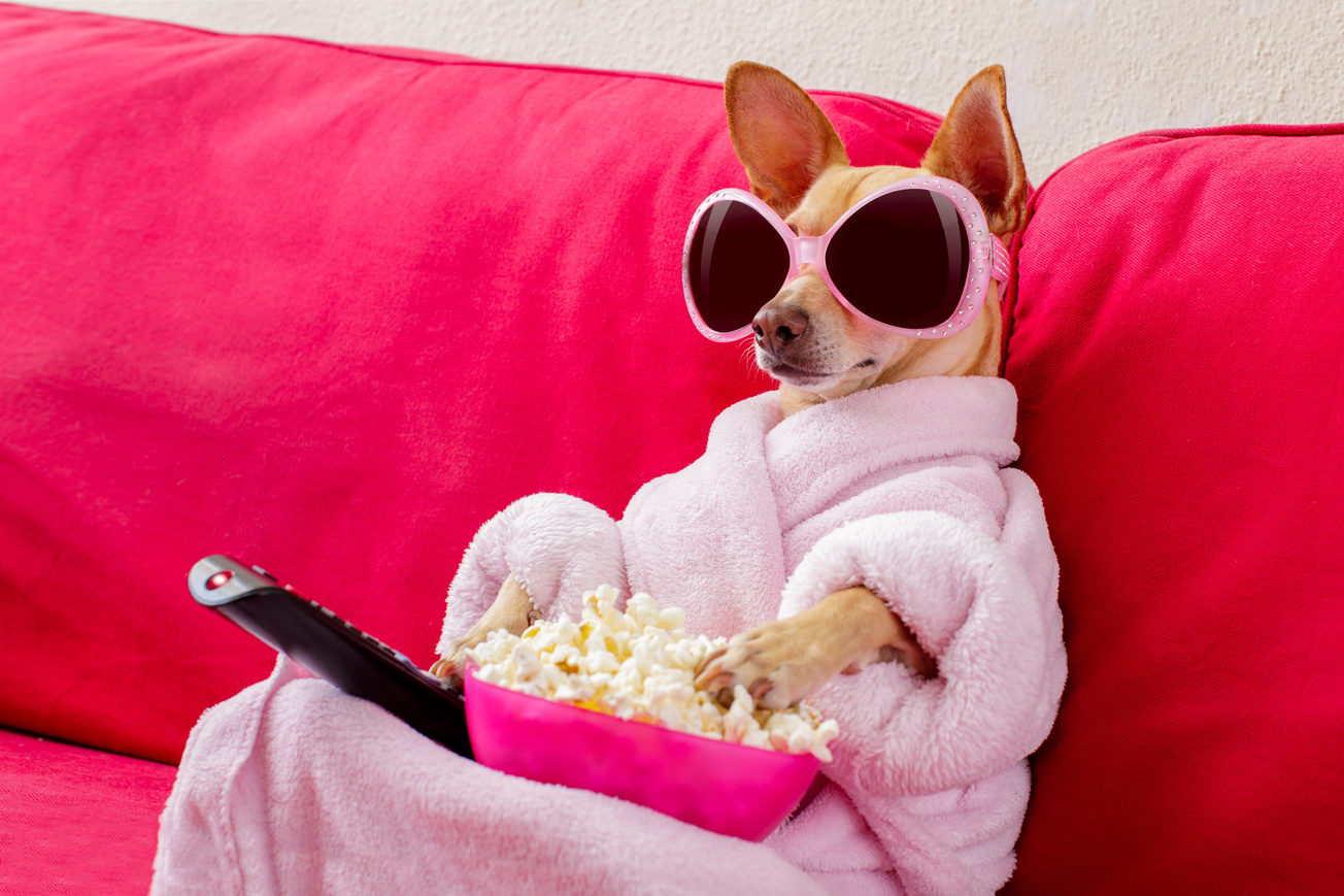 Dog Watching Tv on the Couch