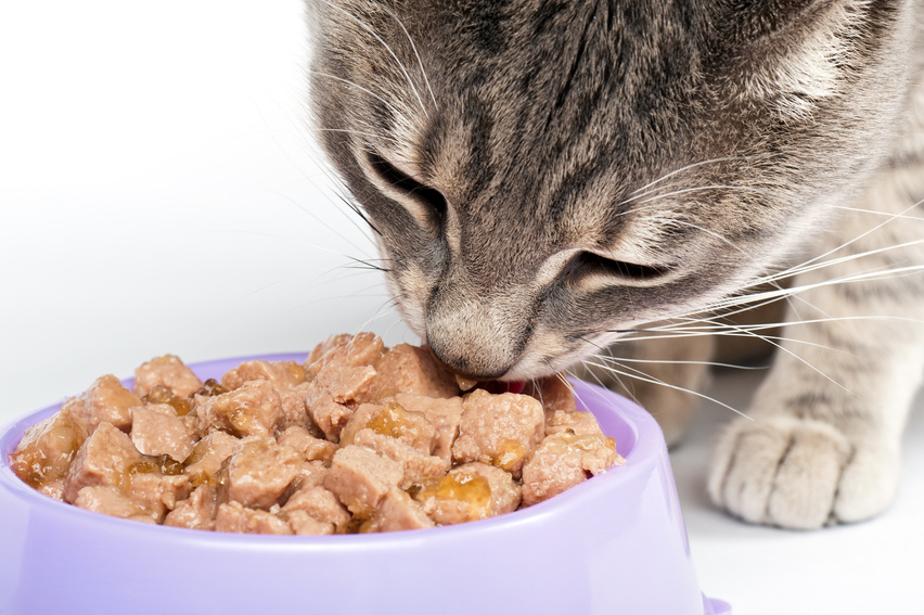 Cat Eating